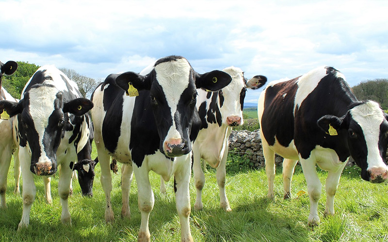 Weird new tax what's bothering New Zealand's cattle farmers? Time News