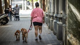 כלבים מטיילים. אילוסטרציה, צילום: נתי שוחט, פלאש 90