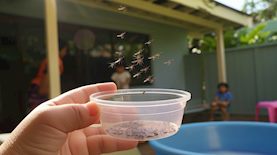 יתושים, צילום: סנסיו