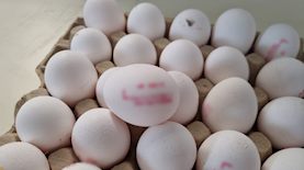 ביצים מזויפות, צילום: דוברות משטרת ישראל