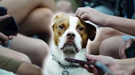 כלב בממ, צילום: shutterstock