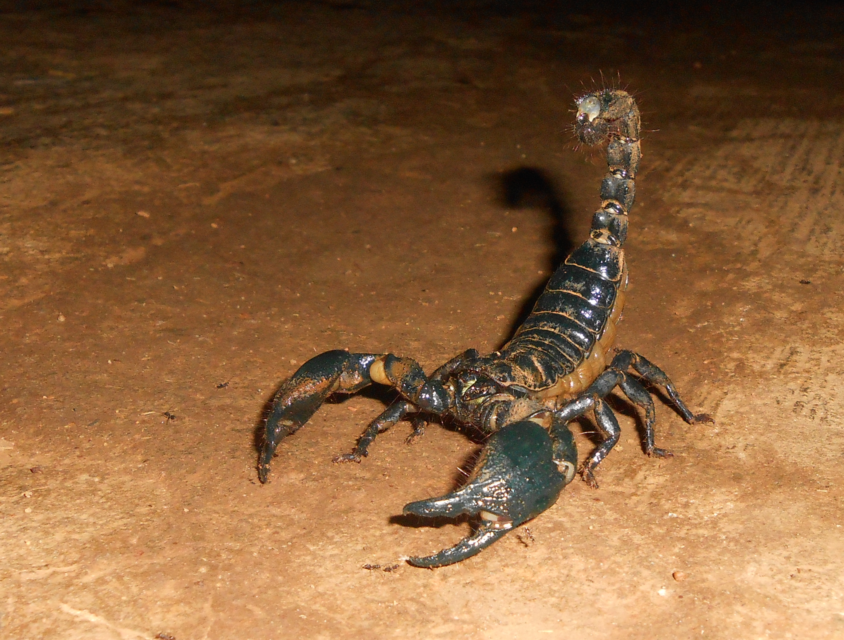 Скорпион самый. Heterometrus swammerdami Скорпион. Гвинейский Императорский Скорпион. Королевский Скорпион. Самый большой Скорпион в мире Императорский Скорпион.