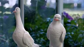 מי גנב לבאומן את היונים של ביטוח ישיר, צילום: צילום מסך, יוטיוב