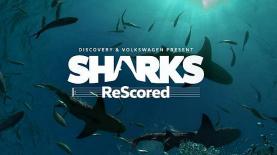 שבוע הכרישים. עכשיו מזווית אחרת, צילום: יח"צ