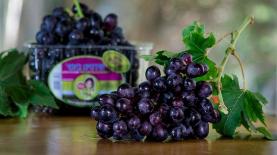 ענבי טלי, צילום: יח"צ