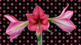 אסתי לאודר, באומן בר ריבנאי וזר פור יו, צילום: יח"צ/ יוטיוב