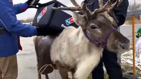 דומינוס פיצה, צילום: יח"צ