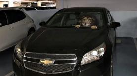 פג'ו. האריה באוטו, צילום: יח"צ