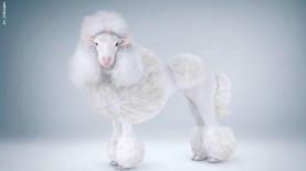 ראובני פרידן בפרסומת למחלבות גד, צילום: פרסומת