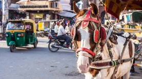 safe, צילום: שאטרסטוק