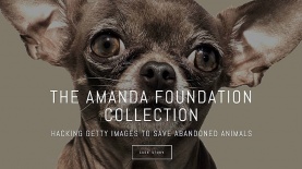 Amanda Foundation, צילום: יח"צ/ צילום מסך