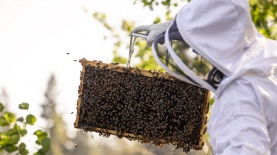 כוורן, צילום: Istock