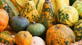 מועצת הצמחים, צילום: עמוד הפייסבוק של מועצת הצמחים