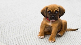 גור כלבים, צילום: pixabay