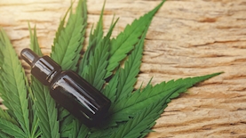 קנאביס, צילום: freepik