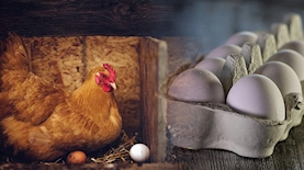 חוק סימון ביצים, צילום: pixabay