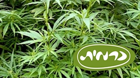 כרמית, צילום: ויקיפדיה