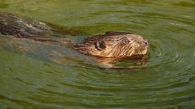 בונה, צילום: PIXABAY