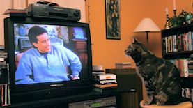 חתול צופה בסיינפלד, צילום: Chuck Olsen / flickr