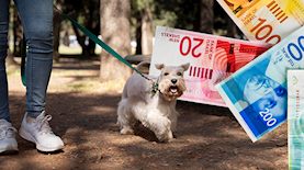 קנסות במאות שקלים, צילום: freepik, shutterstock