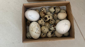 הביצים שנתפסו, צילום: דוברות משרד החקלאות