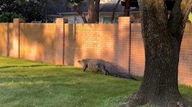 תנין מטייל בטקסס, צילום: צילום מסך טוויטר