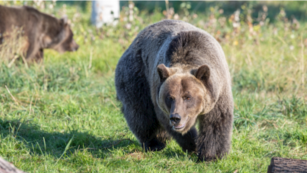 כך תרדמת החורף של דובים תסייע לריפוי סוכרת - אייס