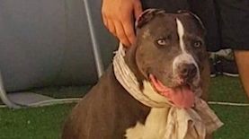 הפיטבול של עדי מזרחי, צילום: אינסטגרם