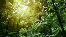 ג'ונגל, צילום: shutterstock