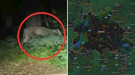 לביאה, צילום: לפי סעיף 27א לחוק זכויות יוצרים