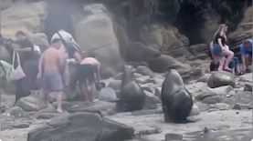 אריות ים תוקפים מתרחצים, צילום: צילום מסך מתוך טוויטר @CBSNews