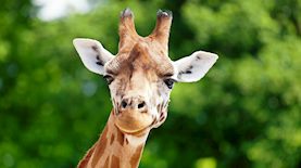 ג'ירפה, צילום: shutterstock