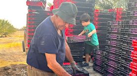 תמרים, צילום: משק אורן ערבה תיכונה