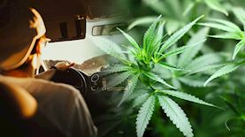 עוקץ הקנאביס, צילום: pixabay, pexels