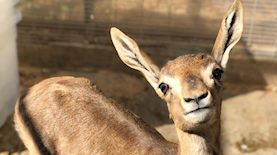 עופר, צילום: עמותת "למען חיות הבר"