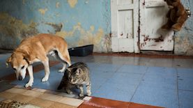 כלב וחתול (אילוסטרציה), צילום: דניאל שטרית/פלאש 90