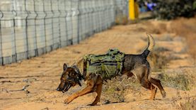 כלבי יחידת עוקץ, צילום: פלאש 90/ מיכאל גלעדי