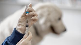 חיסון כלבת, צילום: shutterstock