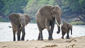 פילים, צילום: freepik