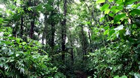 Indian jungle in Port blair, צילום: פלאש 90