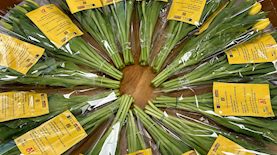 פרויקט זרי תקווה, צילום: אביב גוטליב