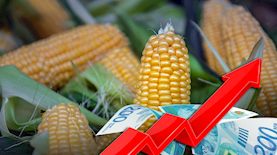 תירס, צילום: פלאש 90/ יהב גמליאל, shutterstock