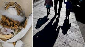 אילוסטרציה, צילום: shutterstock, דוברות המשטרה