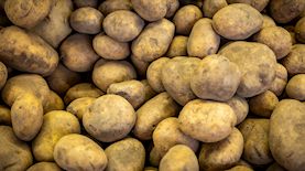 תפוחי אדמה, צילום: נתי שוחט/פלאש 90