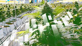 קנאביס, צילום: shutterstock