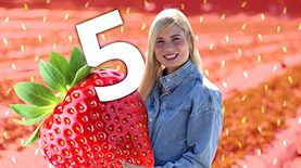 נוי הדס בעלי נוי השדה, צילום: shutterstock, יאיר שגיא