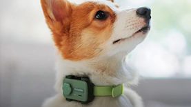 PetPhone, צילום: צילום מסך GlocalMe