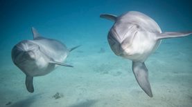 דולפינים באילת בעבר, צילום: נועם ריבקין פנטון, פלאש 90