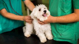 וטרינר, צילום: אילוסטרציה shutterstock