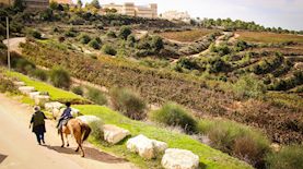 נוף כרמים בגוש עציון. אילוסטרציה, צילום: גרשון אלינסון, פלאש 90